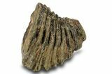 Partial Woolly Mammoth Molar - North Sea Deposits #295874-2